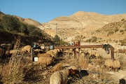 Wadi Wala (20)